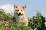 CORGI PEMBROKE 383